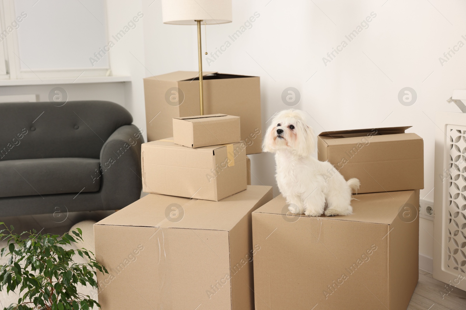 Photo of Moving day. Cute dog, houseplant and many cardboard boxes indoors