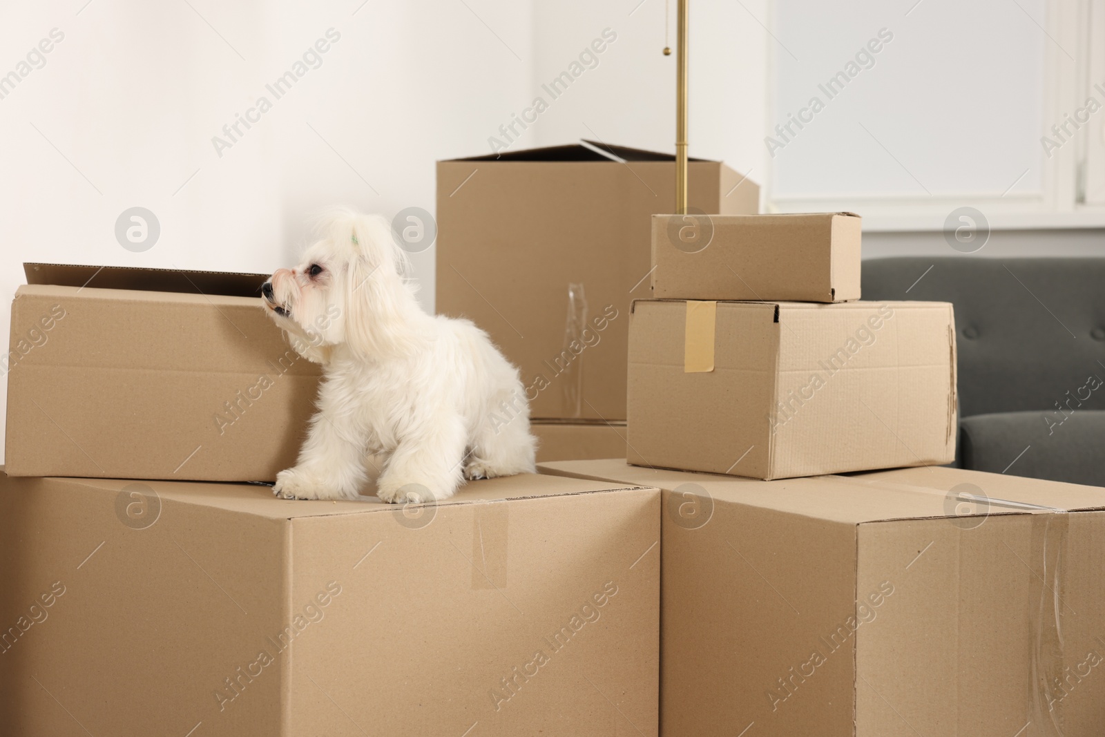 Photo of Moving day. Cute dog and many cardboard boxes indoors