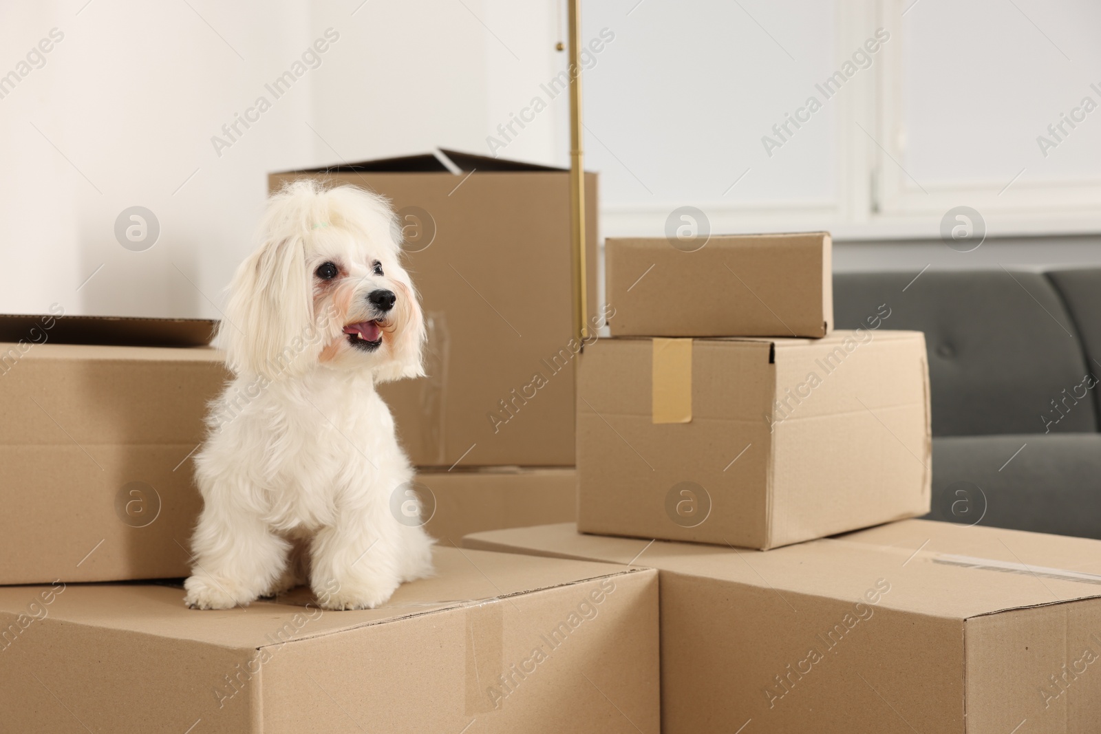 Photo of Moving day. Cute dog and many cardboard boxes indoors