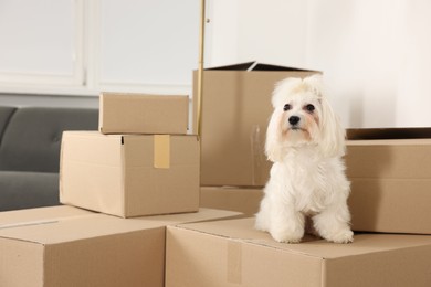 Photo of Moving day. Cute dog and many cardboard boxes indoors