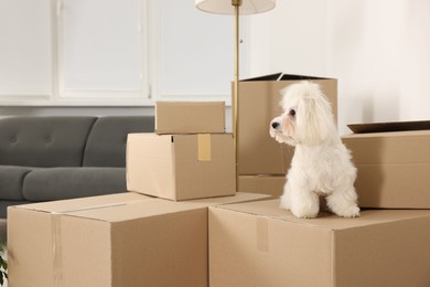 Photo of Moving day. Cute dog and many cardboard boxes indoors