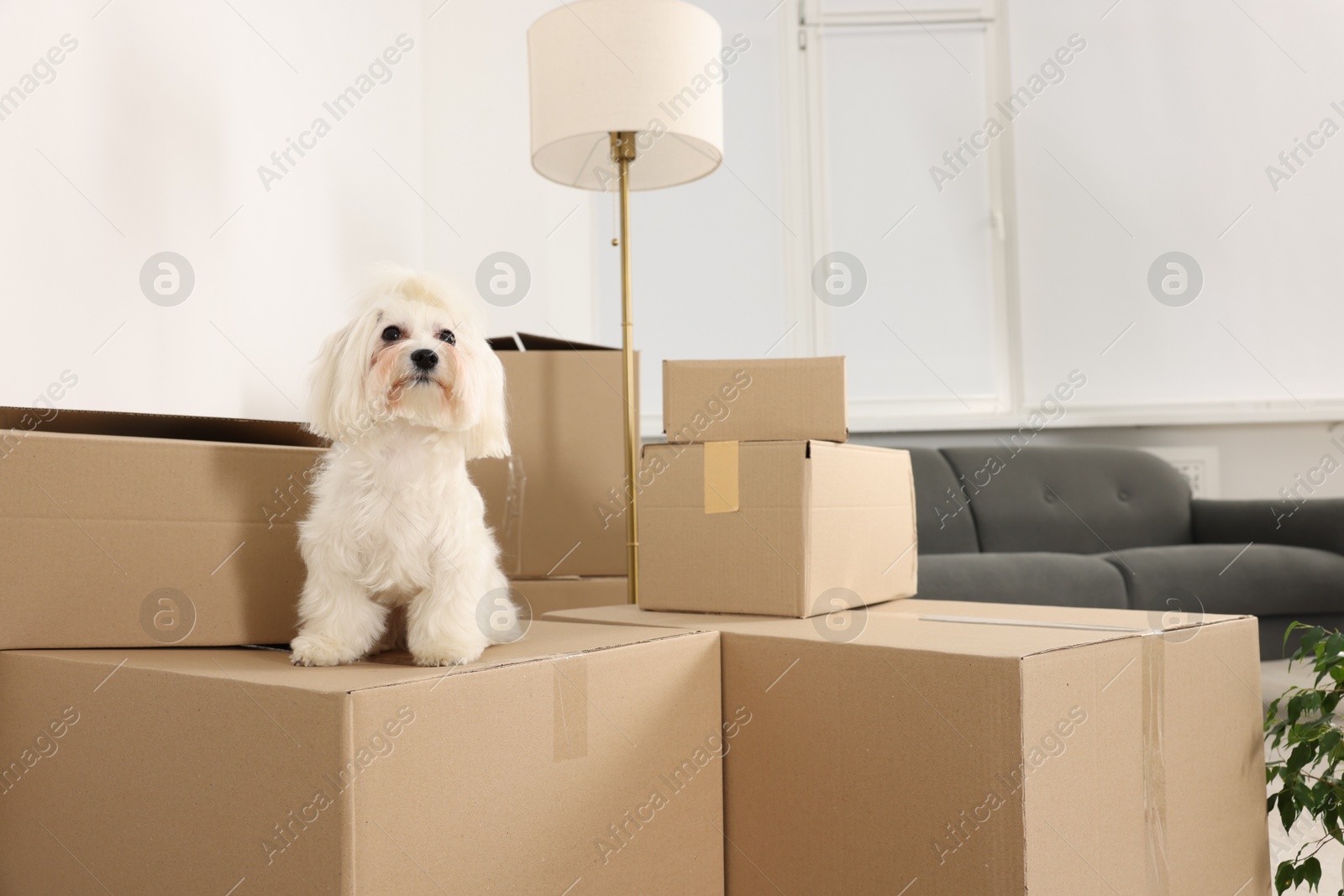 Photo of Moving day. Cute dog and many cardboard boxes indoors