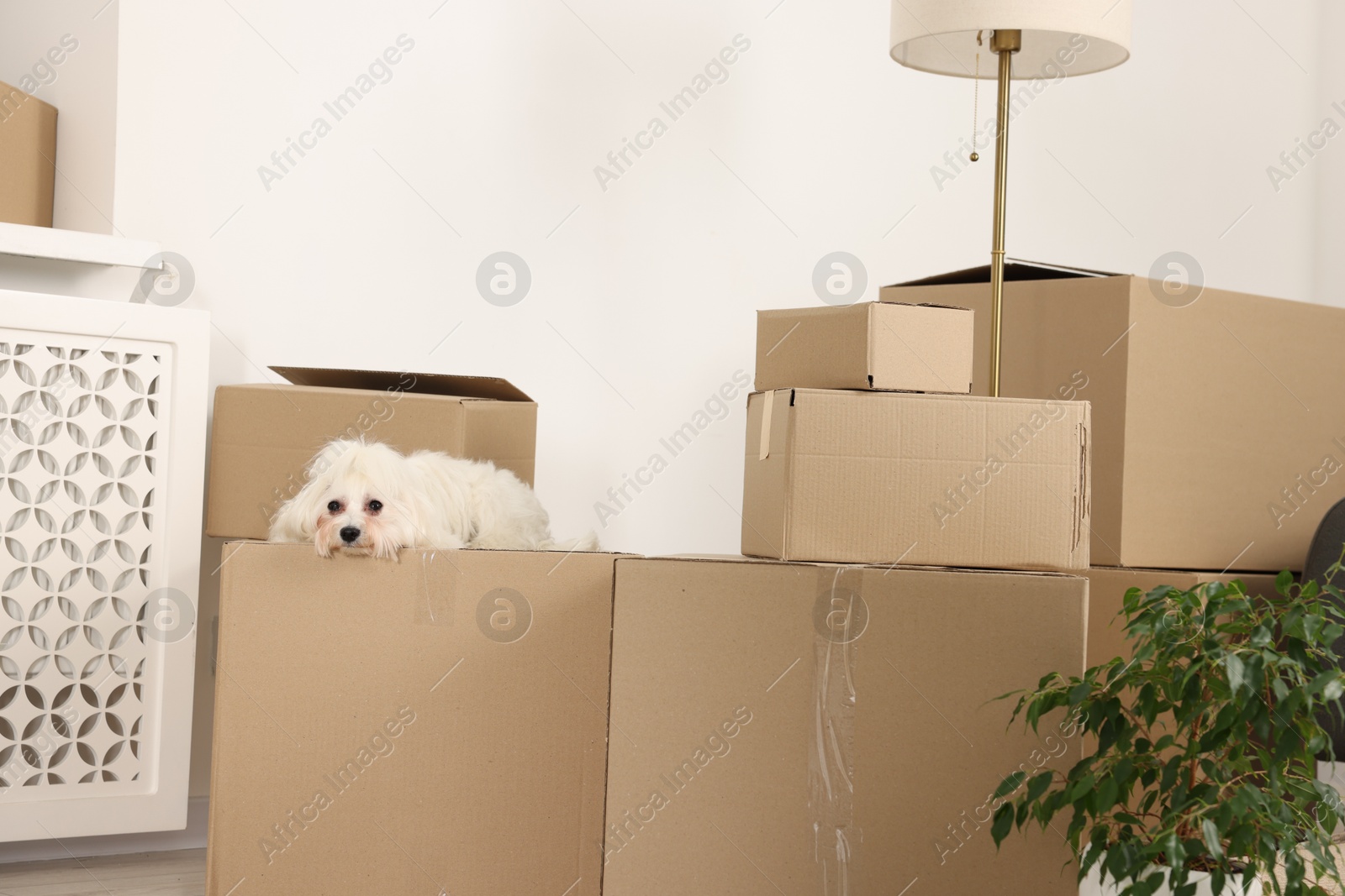 Photo of Moving day. Cute dog, houseplant and many cardboard boxes indoors