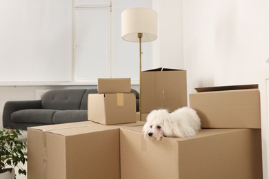 Photo of Moving day. Cute dog and many cardboard boxes indoors