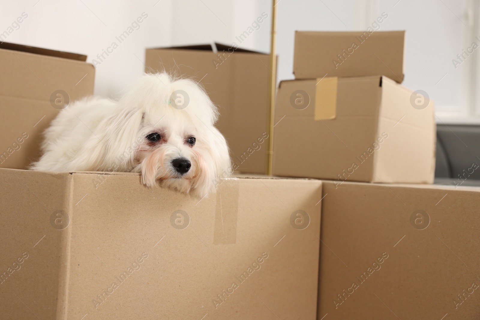 Photo of Moving day. Cute dog and many cardboard boxes indoors