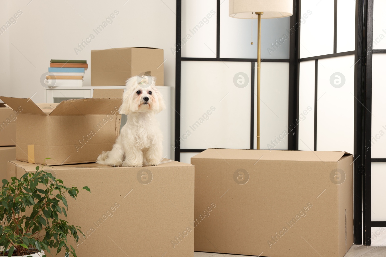 Photo of Moving day. Cute dog, houseplant and many cardboard boxes indoors