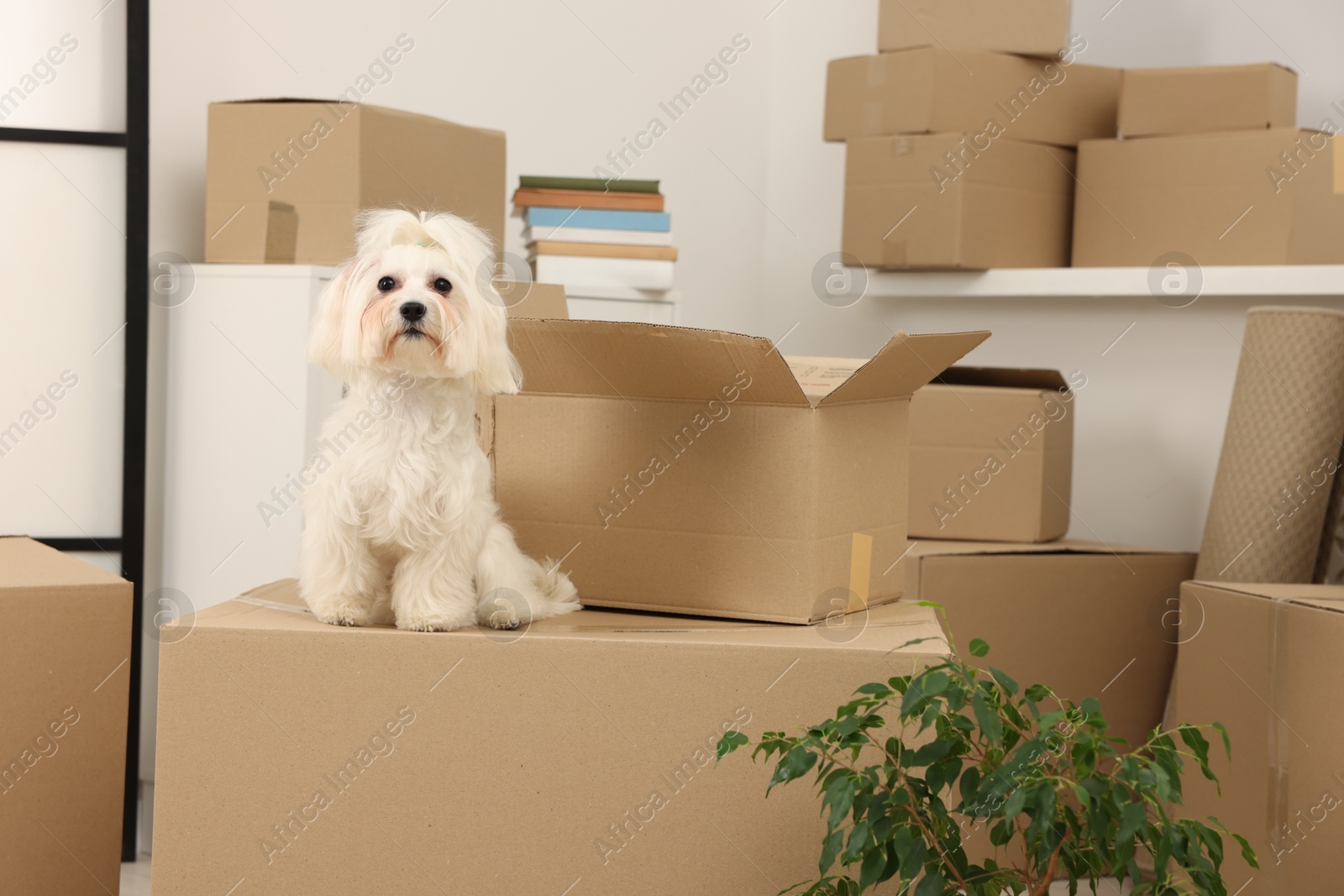 Photo of Moving day. Cute dog, houseplant and many cardboard boxes indoors