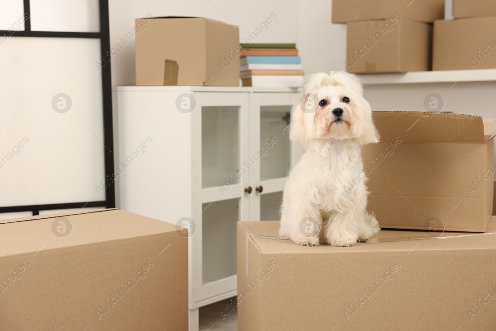 Photo of Moving day. Cute dog and many cardboard boxes indoors