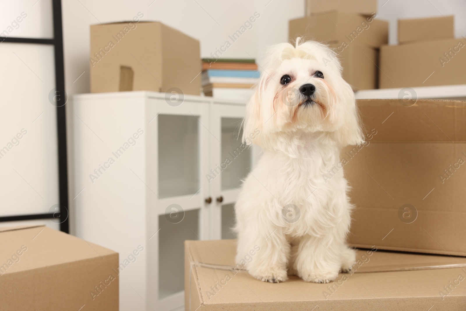 Photo of Moving day. Cute dog and many cardboard boxes indoors