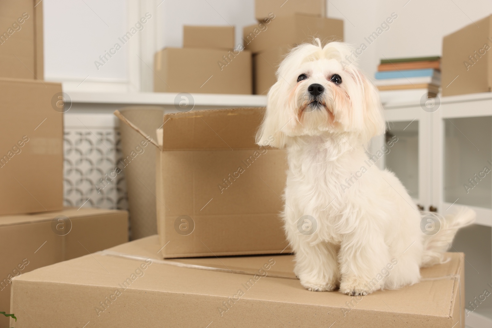 Photo of Moving day. Cute dog and many cardboard boxes indoors