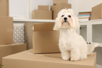 Photo of Moving day. Cute dog and many cardboard boxes indoors