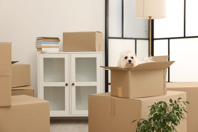 Photo of Moving day. Cute dog, houseplant and many cardboard boxes indoors