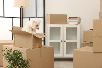 Photo of Moving day. Cute dog, houseplant and many cardboard boxes indoors