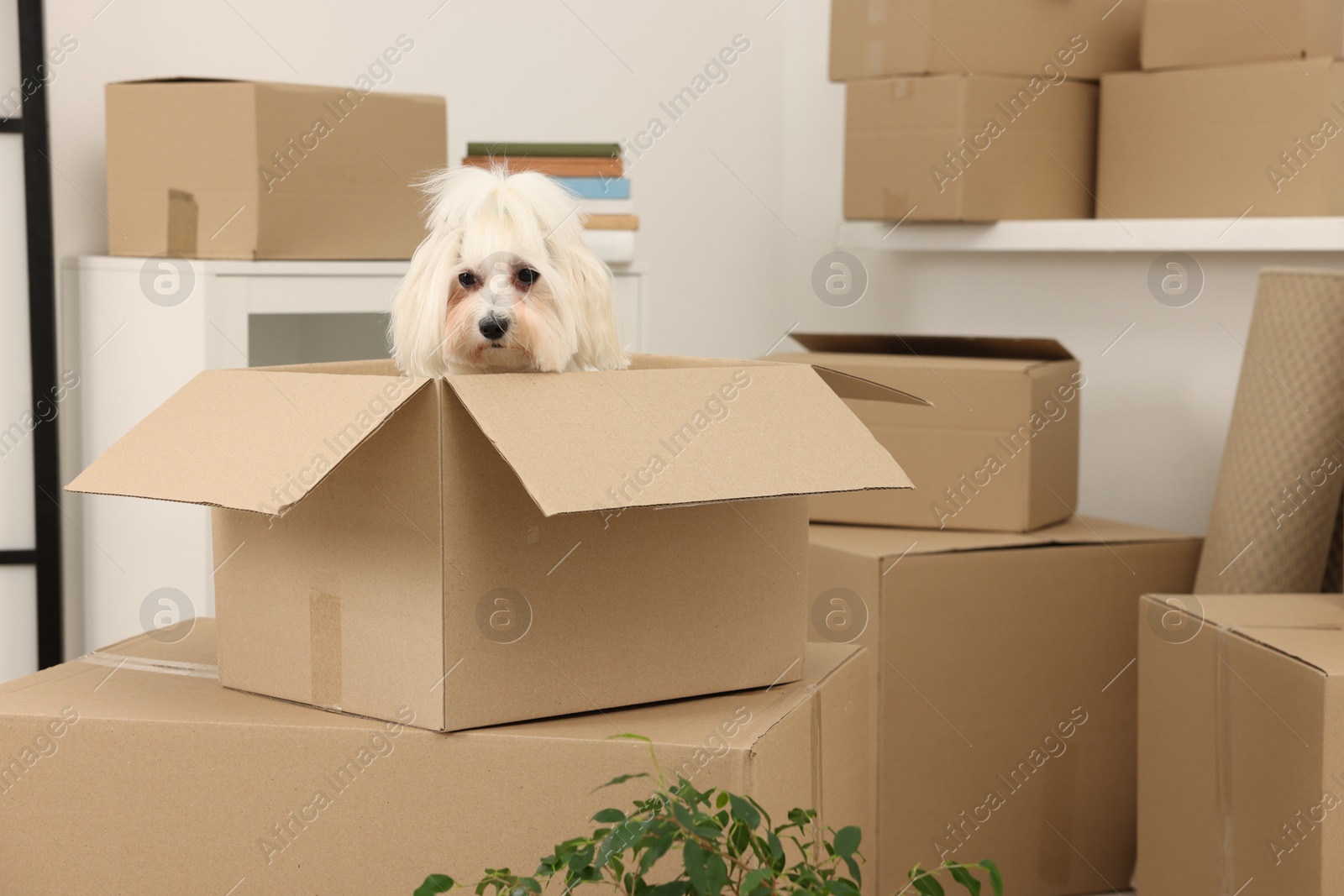 Photo of Moving day. Cute dog and many cardboard boxes indoors