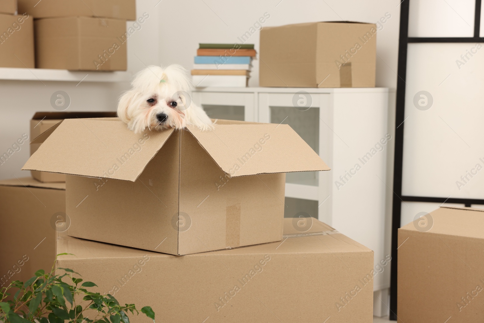 Photo of Moving day. Cute dog and many cardboard boxes indoors