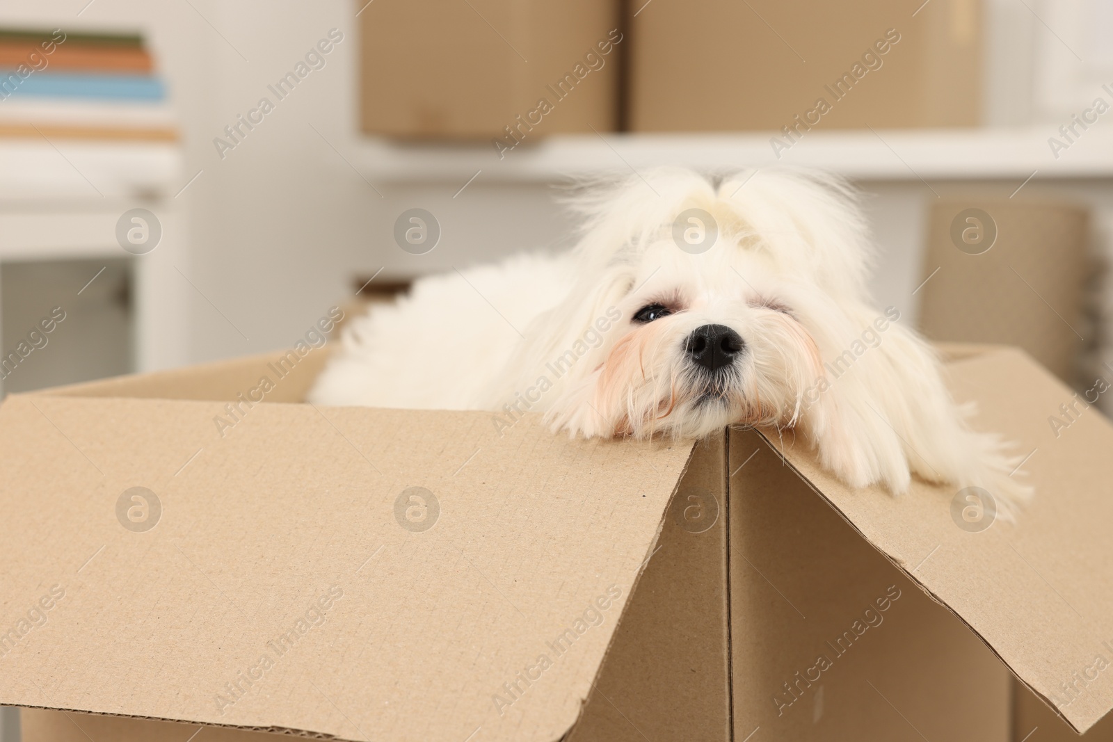 Photo of Moving day. Cute dog and many cardboard boxes indoors