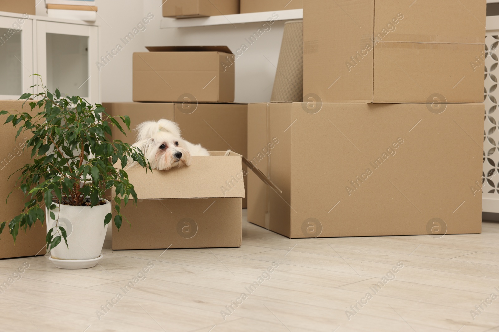 Photo of Moving day. Cute dog, houseplant and many cardboard boxes indoors