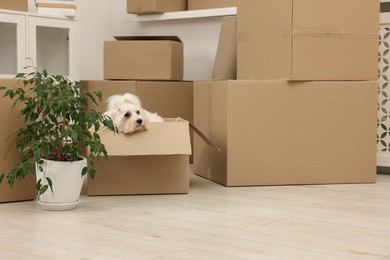 Photo of Moving day. Cute dog, houseplant and many cardboard boxes indoors