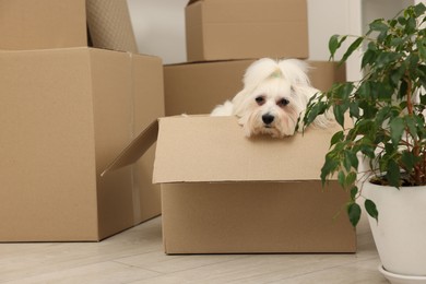 Photo of Moving day. Cute dog, houseplant and many cardboard boxes indoors