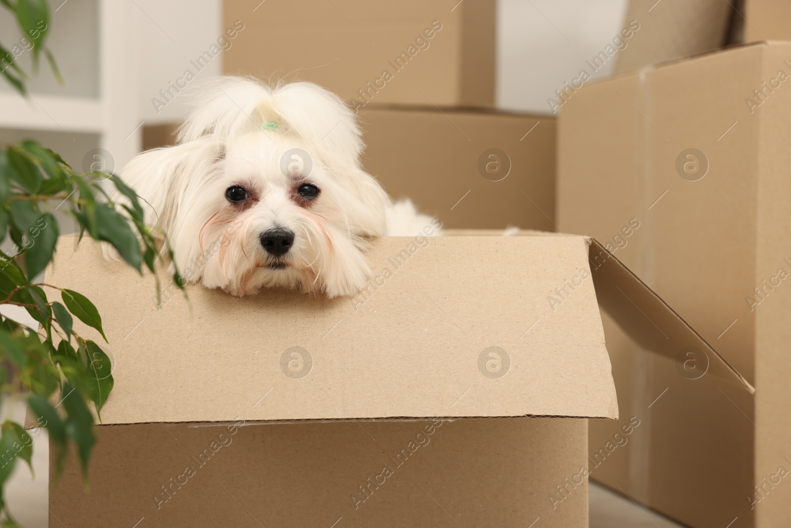 Photo of Moving day. Cute dog and many cardboard boxes indoors