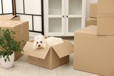 Photo of Moving day. Cute dog, houseplant and many cardboard boxes indoors