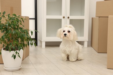 Photo of Moving day. Cute dog, houseplant and many cardboard boxes indoors