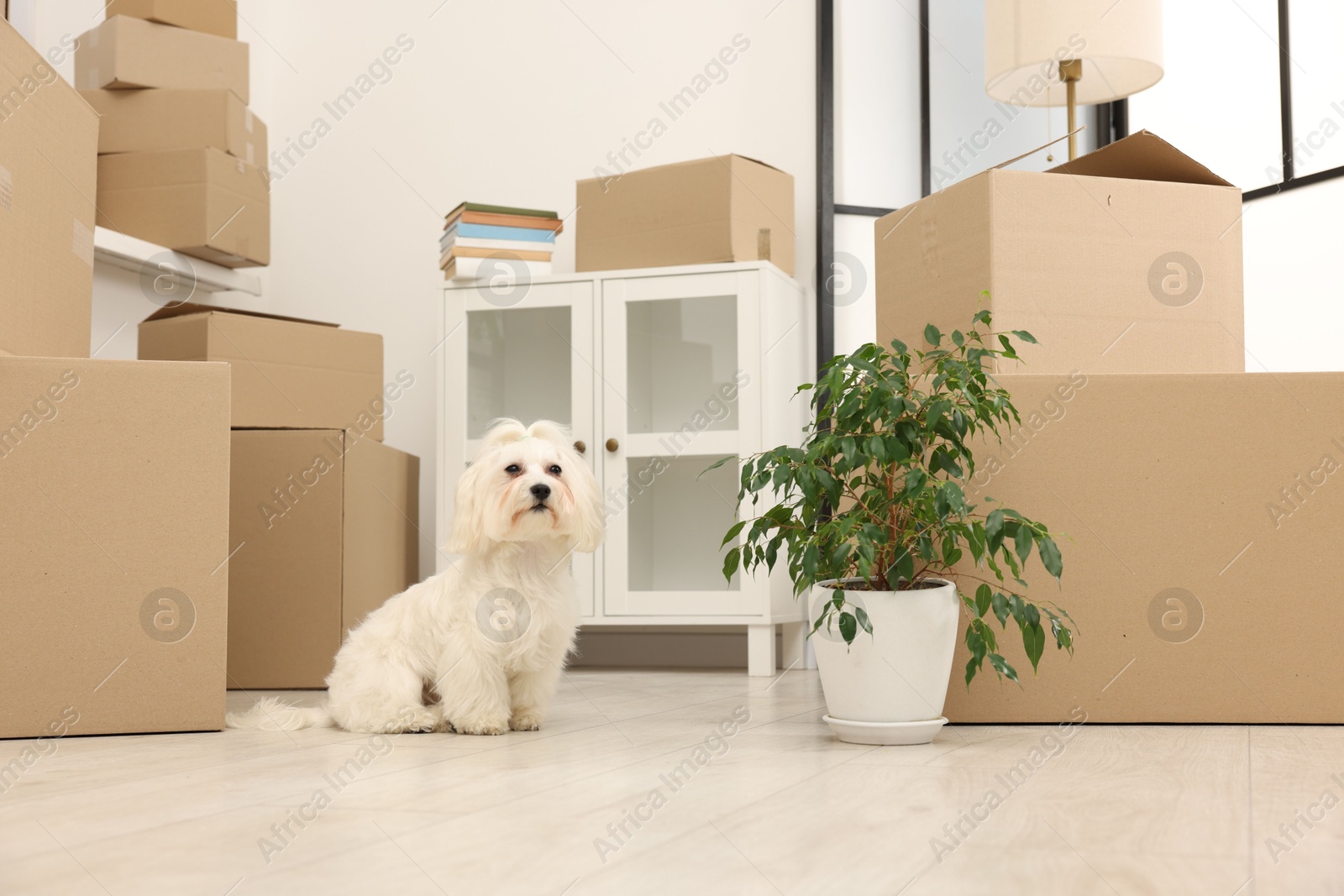 Photo of Moving day. Cute dog, houseplant and many cardboard boxes indoors