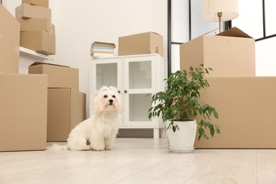 Photo of Moving day. Cute dog, houseplant and many cardboard boxes indoors