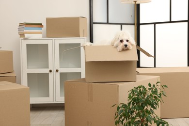 Photo of Moving day. Cute dog and many cardboard boxes indoors