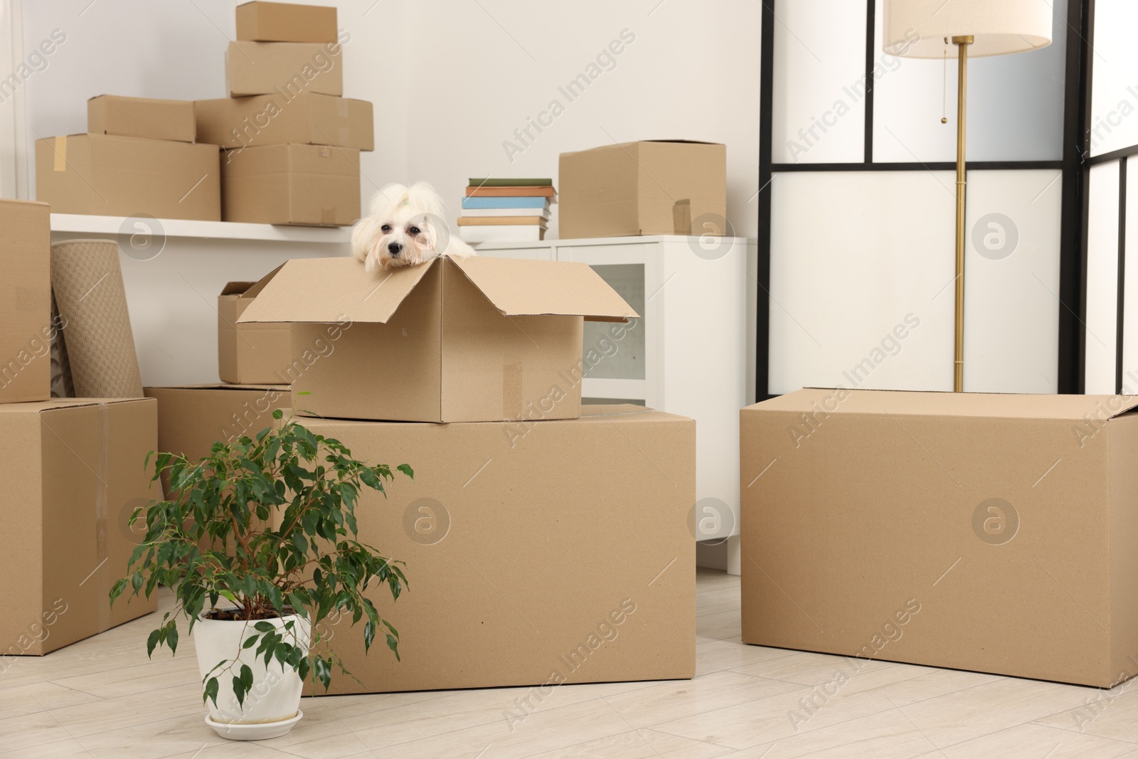 Photo of Moving day. Cute dog, houseplant and many cardboard boxes indoors