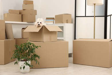 Photo of Moving day. Cute dog, houseplant and many cardboard boxes indoors