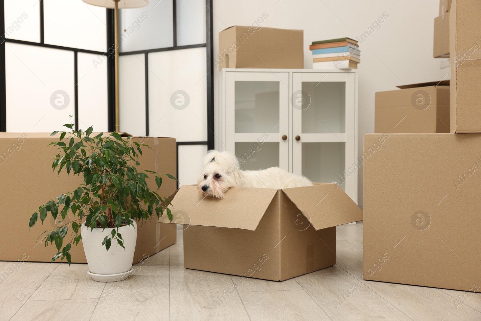 Photo of Moving day. Cute dog, houseplant and many cardboard boxes indoors