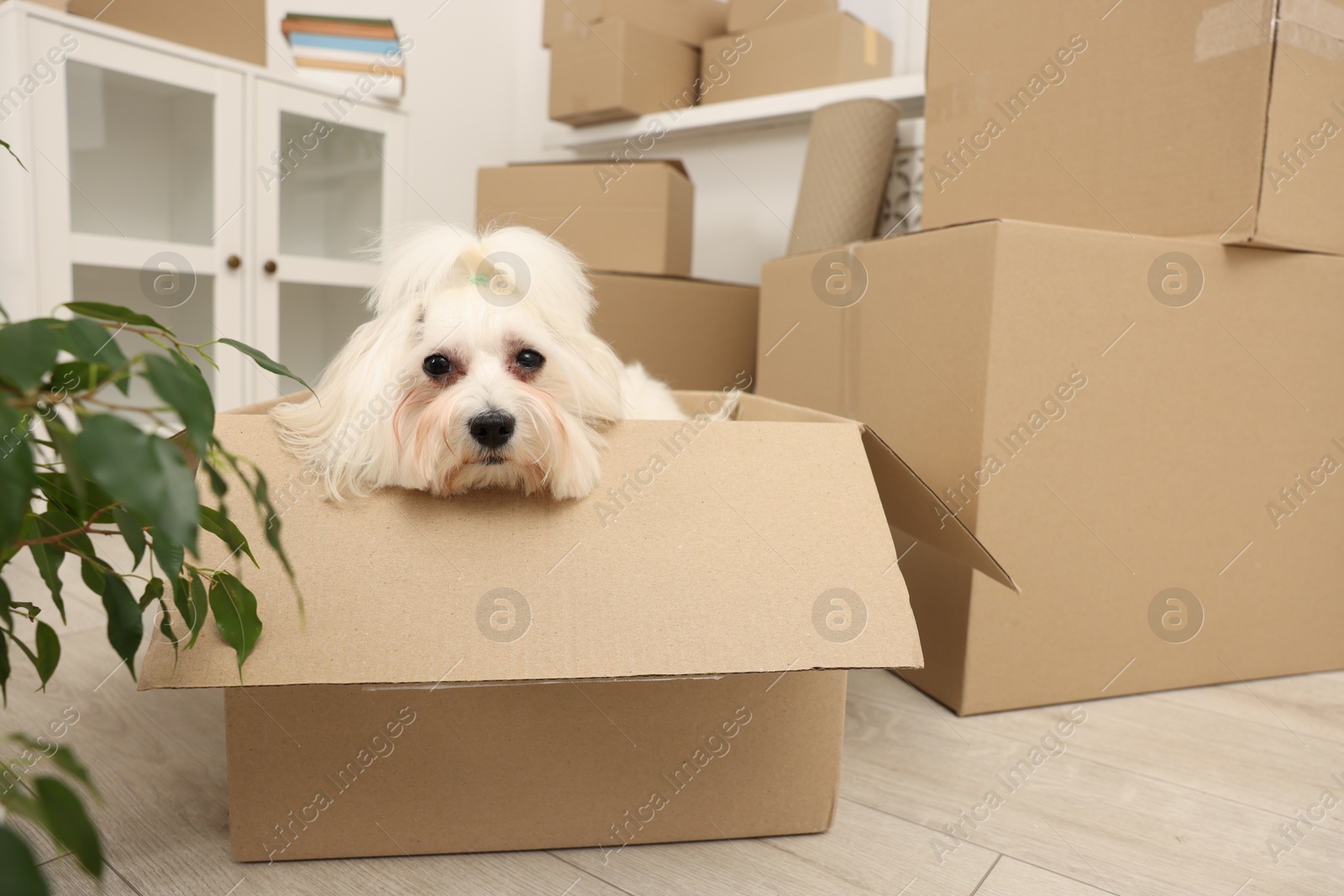 Photo of Moving day. Cute dog and many cardboard boxes indoors