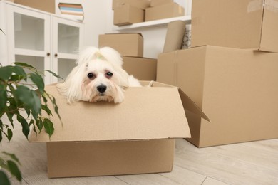 Photo of Moving day. Cute dog and many cardboard boxes indoors