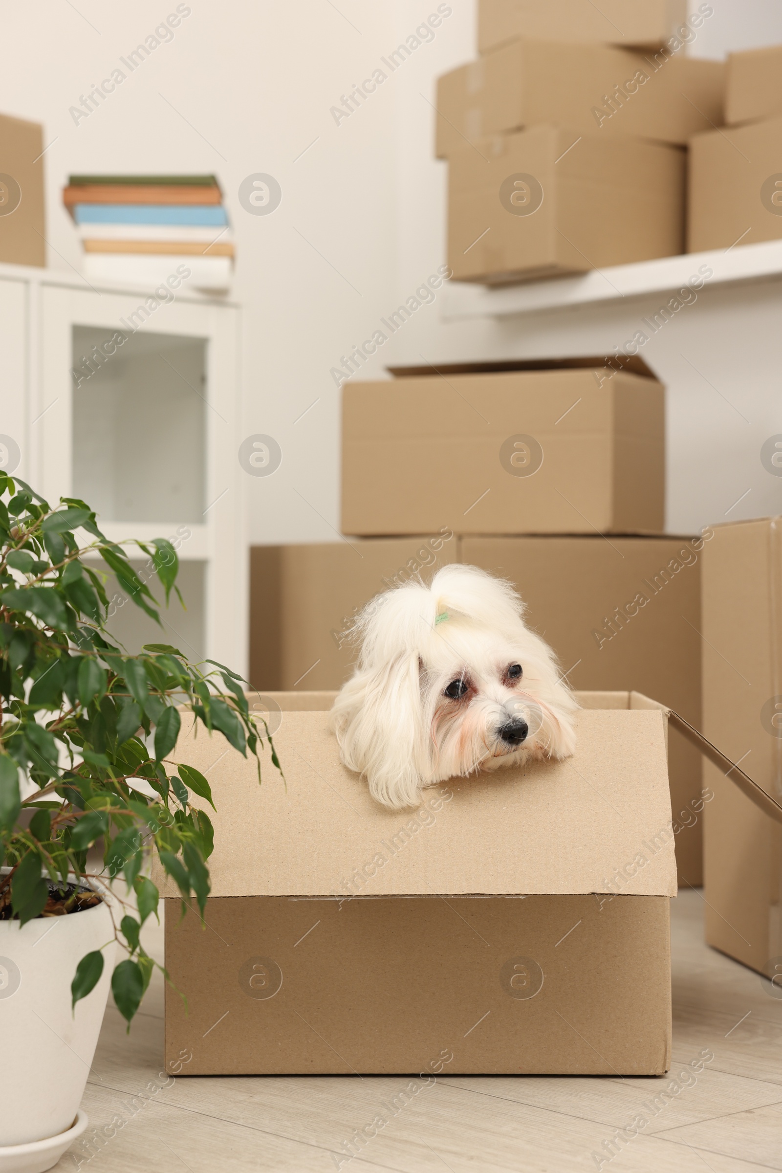 Photo of Moving day. Cute dog, houseplant and many cardboard boxes indoors