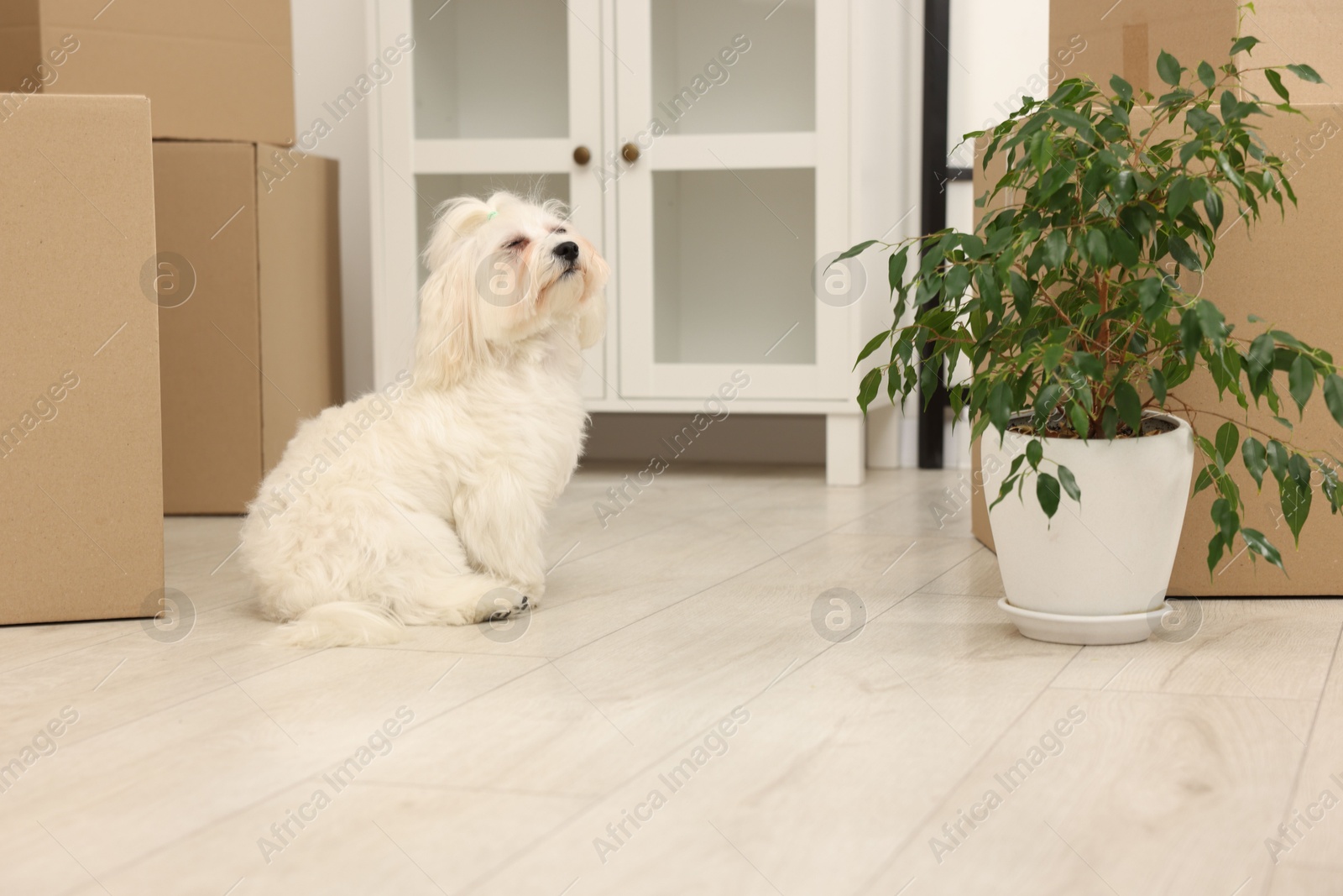 Photo of Moving day. Cute dog, houseplant and many cardboard boxes indoors