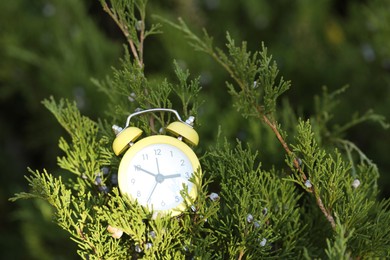 Photo of Autumn time. Alarm clock on juniper tree outdoors, closeup