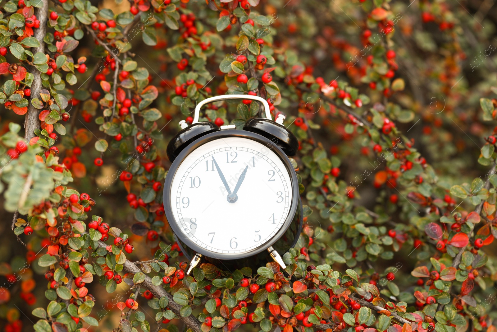 Photo of Autumn time. Alarm clock on cotoneaster bush outdoors, closeup