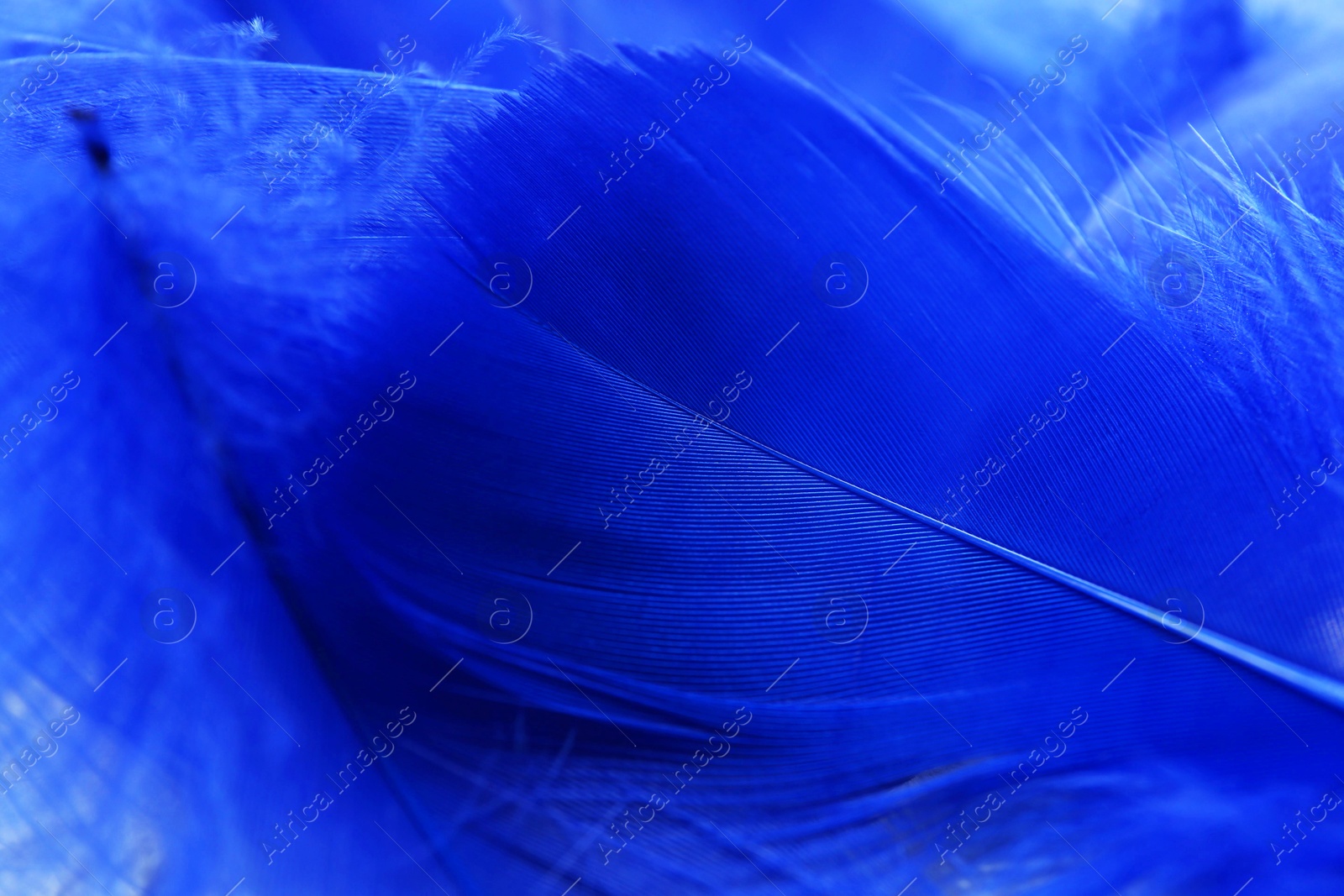 Photo of Beautiful blue feathers as background, closeup view