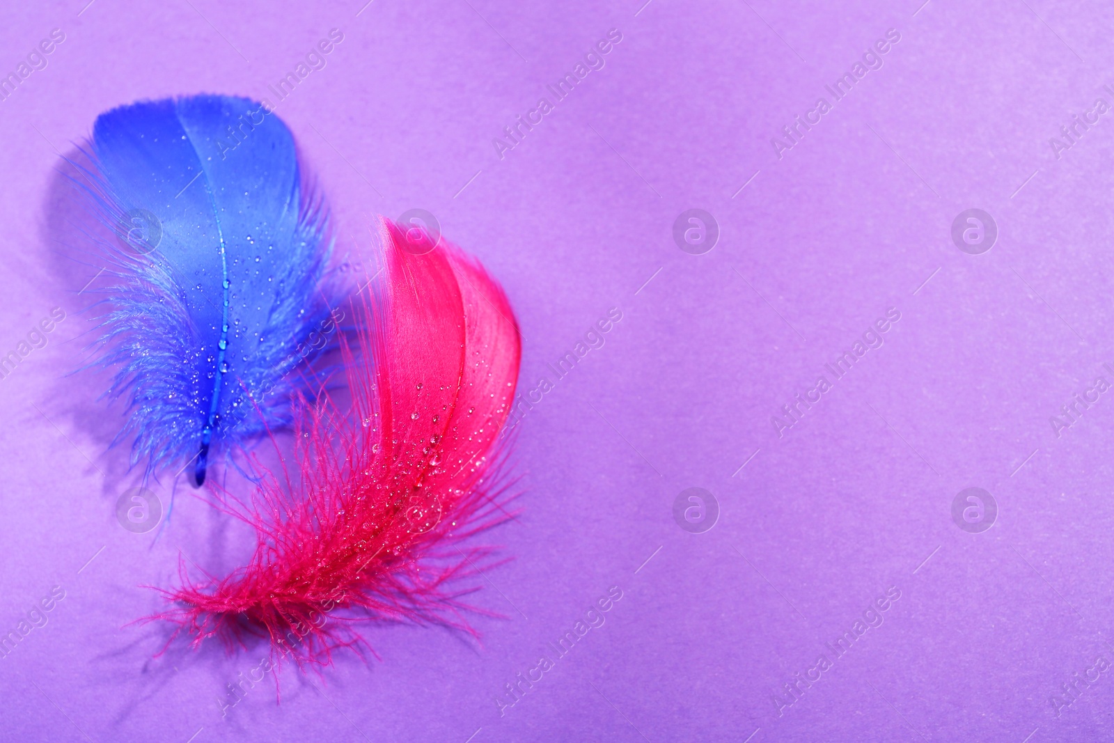 Photo of Fluffy feathers with water drops on purple background, closeup. Space for text