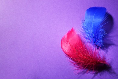 Photo of Fluffy feathers with water drops on purple background, closeup. Space for text