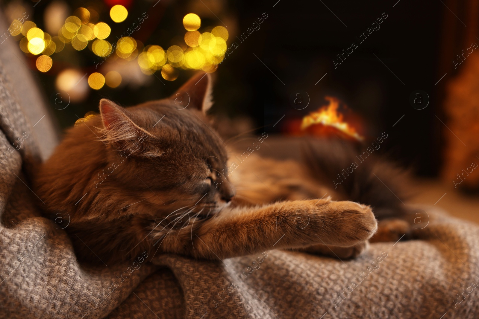 Photo of Cute fluffy cat on armchair against blurred Christmas lights, space for text