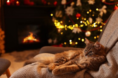 Photo of Cute fluffy cat on armchair against blurred Christmas lights, space for text