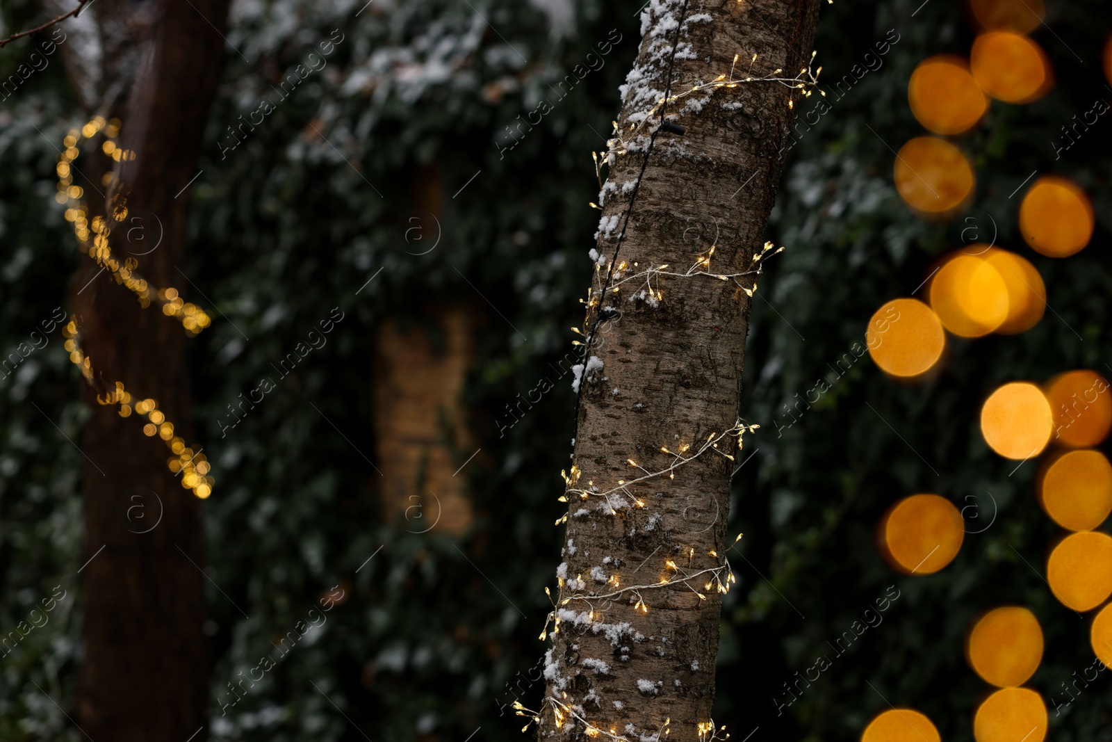 Photo of Tree trunks decorated with Christmas lights outdoors, closeup. Space for text