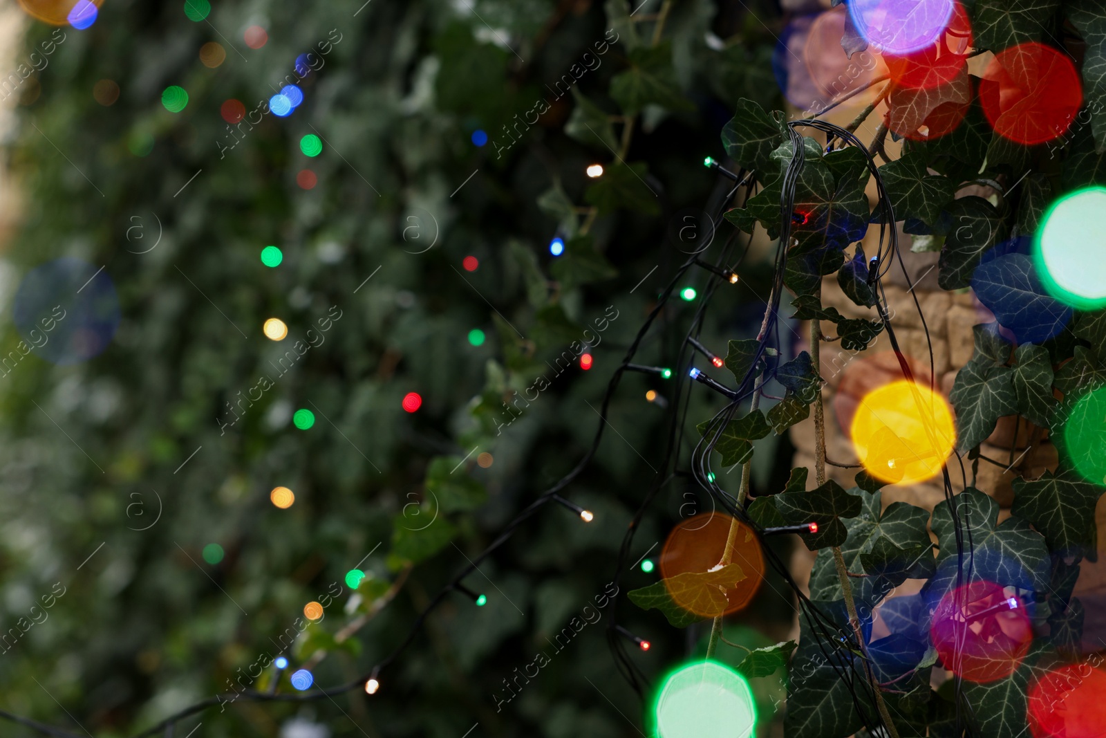 Photo of Climbing plant decorated with Christmas lights outdoors, closeup. Space for text