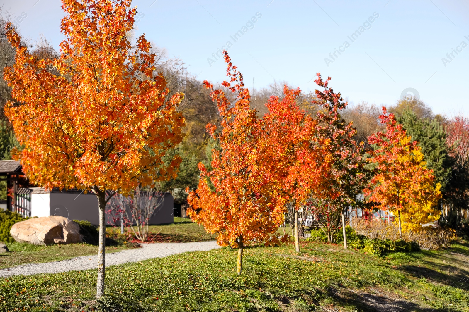 Photo of Beautiful colorful trees along pathway in autumnal park