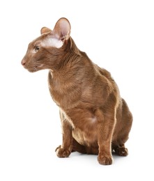 Photo of Cute Oriental Shorthair cat on white background. Adorable pet