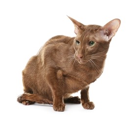 Photo of Cute Oriental Shorthair cat on white background. Adorable pet