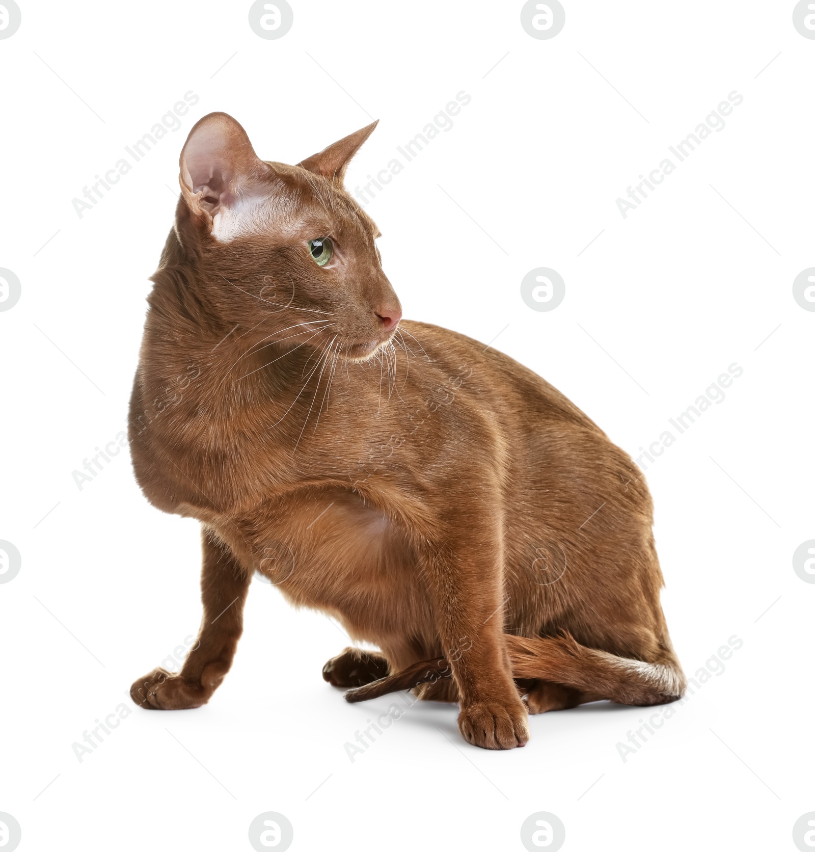 Photo of Cute Oriental Shorthair cat on white background. Adorable pet