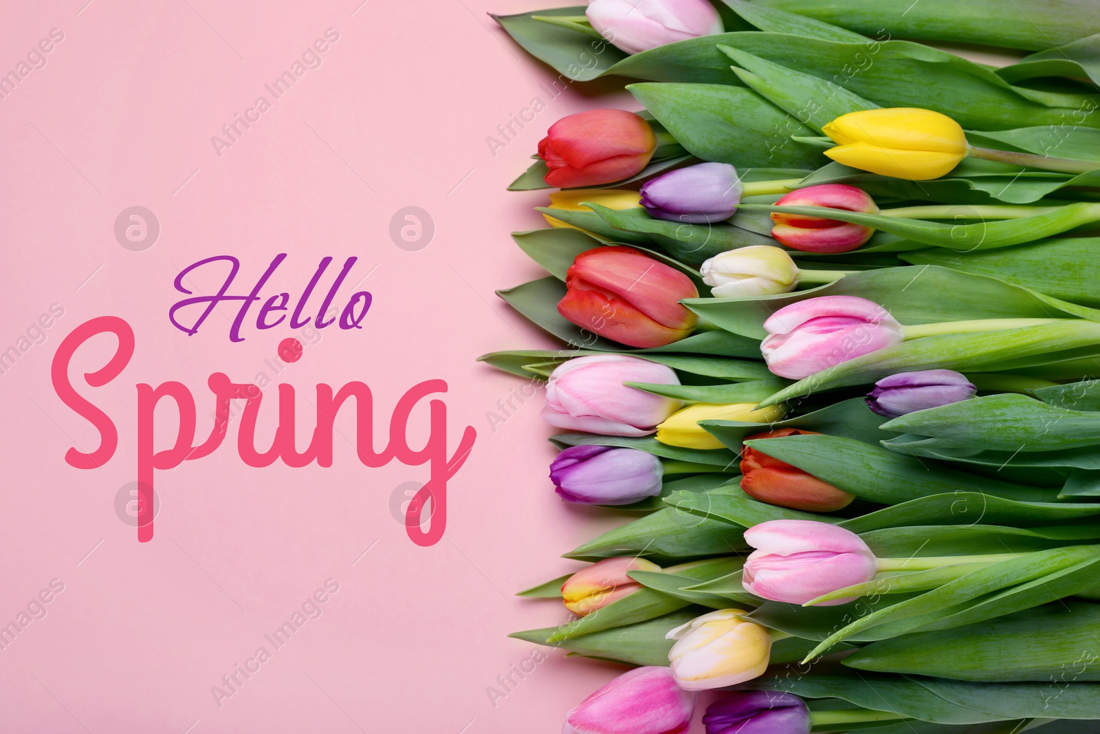 Image of Hello Spring. Beautiful tulips on pink background, top view